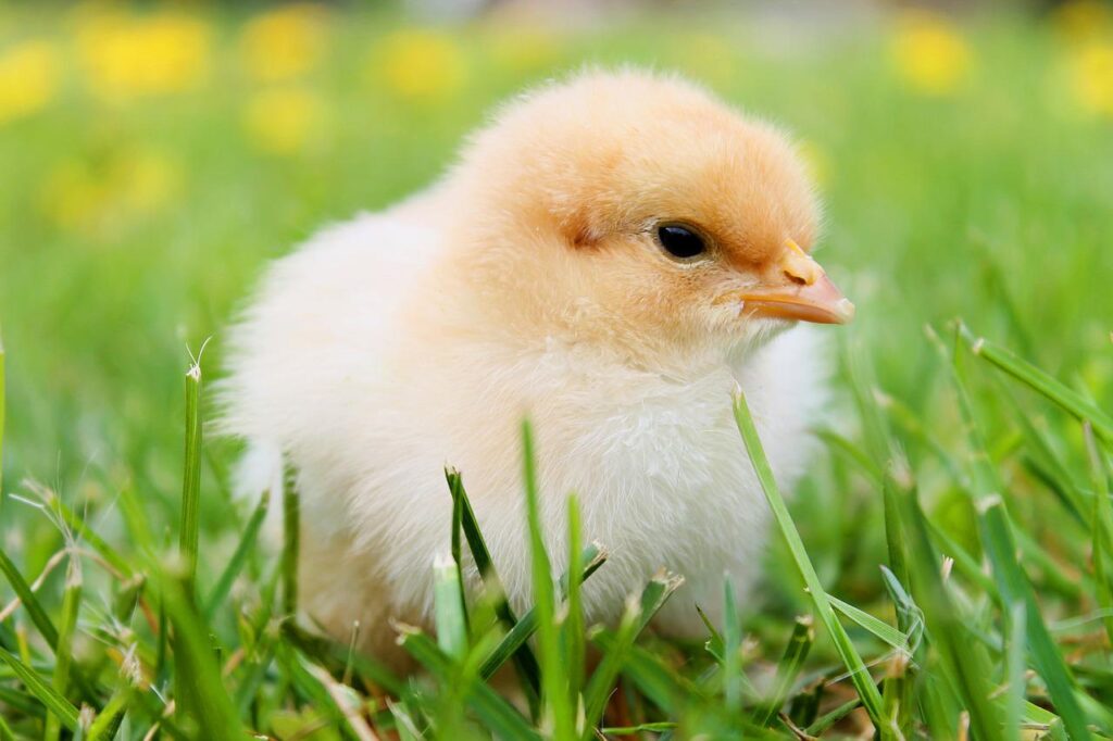bird, chick, baby chicken-349035.jpg