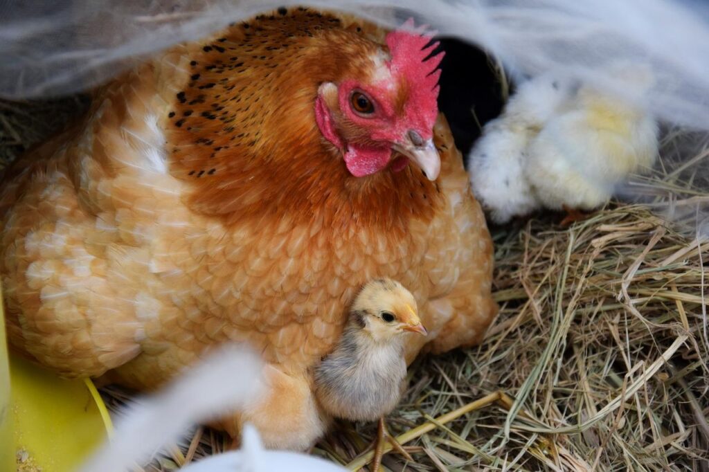 hen, chicks, chicken-2379722.jpg