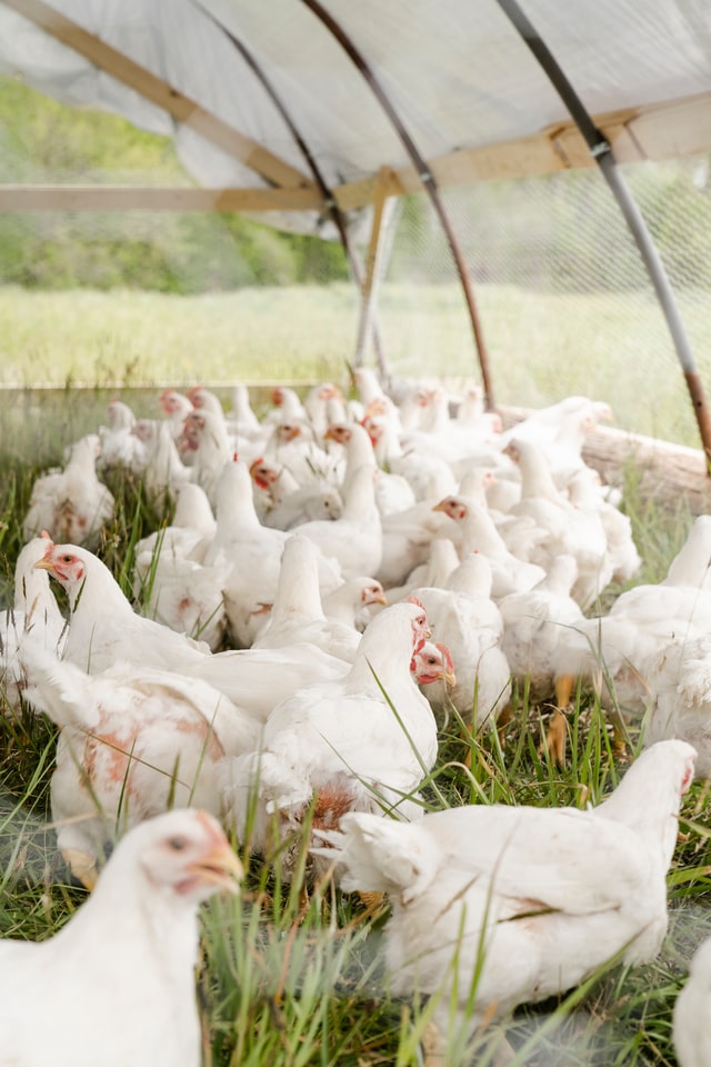 chicken-farm